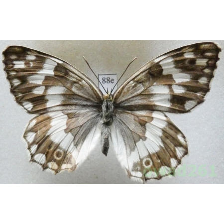 Melanargia larissa (Geyer, 1828) Greece88e